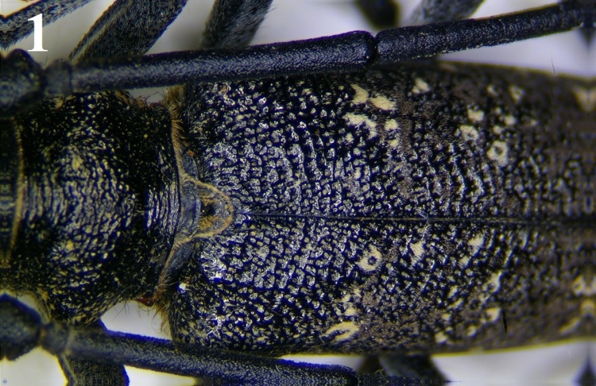 Cerambicide da id. - Monochamus galloprovincialis